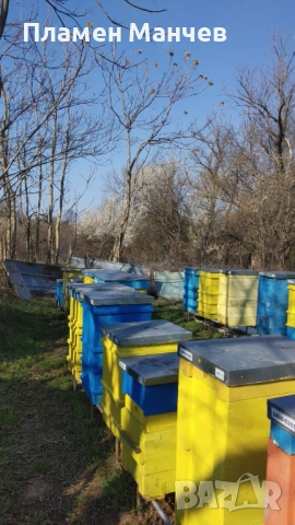Продавам пчелни семейства, снимка 2 - Други - 53467376