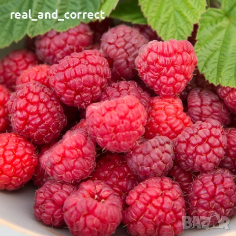 ВЕЛИКОЛЕПЕН БИО Разсад целогодишни Ягоди и Малини, снимка 6 - Разсади - 53687574