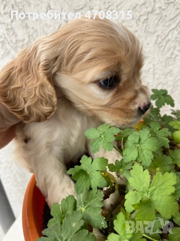 Кокер шпаньол чистокръвни ваксина, снимка 2 - Кокер шпаньол - 53943064