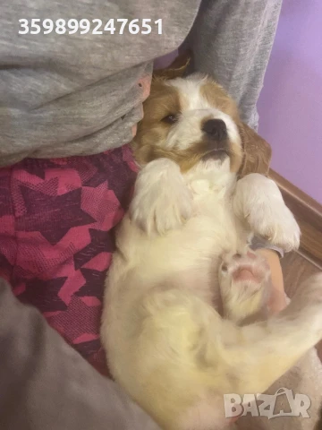 Кокер шпаньол, снимка 1