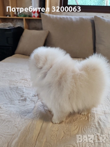 Померан мъжко , снимка 12 - Померан - 53950897