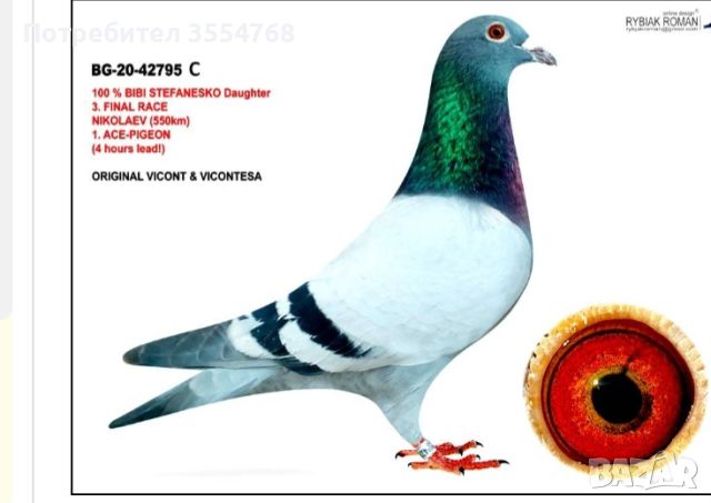 Продавам спортни гълъби , снимка 1 - Гълъби - 45630383