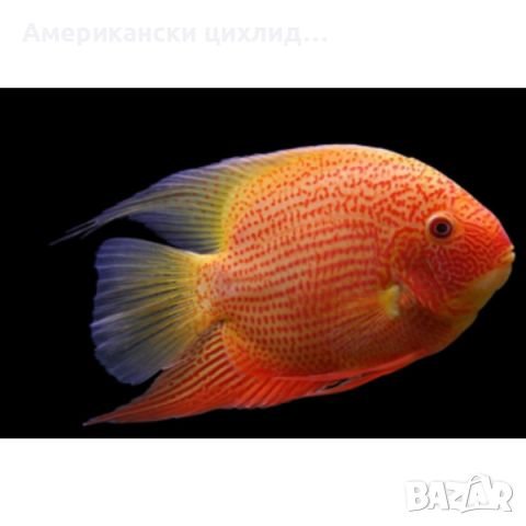 Heros severum red spot, снимка 2 - Рибки - 46012173