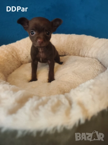 Мини чихупинчери , снимка 4 - Пинчер - 52775065
