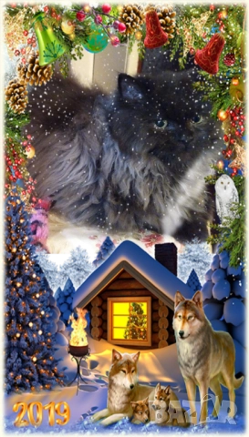  Ваксинирани персийски дългокосмести многоцветни котки с ЕС паспорти,микрочипирани!, снимка 15 - Други - 42172667