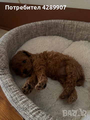 Той пудел момиче/Toy poodle, снимка 1