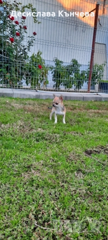 Мини чихуахуа момче, снимка 6 - Чихуахуа - 52434803