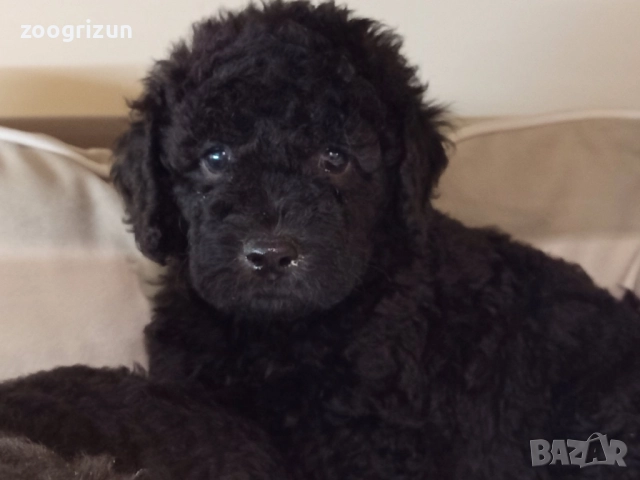 Малки пудели кавапу, снимка 7 - Пудели - 52238826