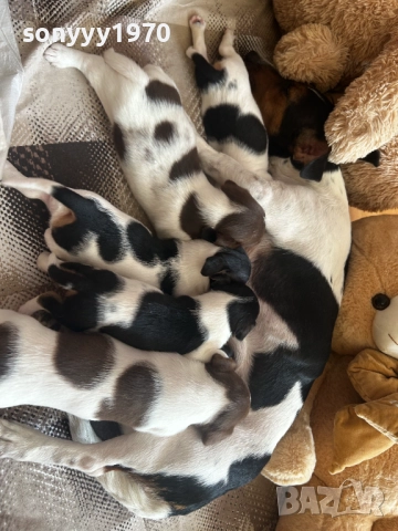 ДЖАК РЪСЕЛ С ПАСПОРТ И ВАКСИНА-ПРОДАВАМЕ 2109250940, снимка 7 - Джак ръсел териер - 51783708