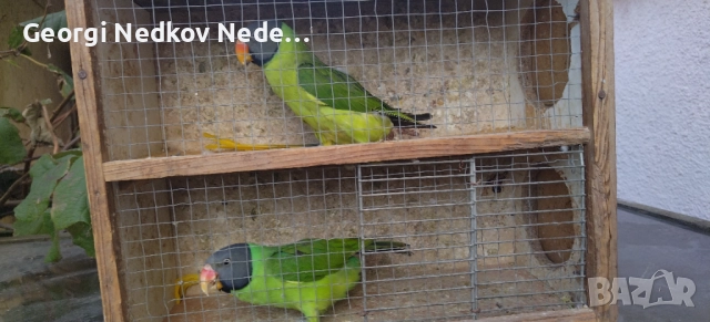 Продавам двойка черноглави александри 