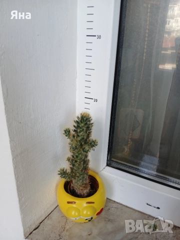 Сукуленти и кактуси , снимка 6 - Стайни растения - 52695803