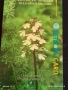 Две фонокарти серия ЦВЕТЯ ОРХИДЕЯ редки за КОЛЕКЦИЯ ДЕКОРАЦИЯ 48658, снимка 6