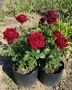 Контейнерни рози, щамбова рози, снимка 1