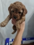 Мини пудел , снимка 7