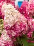 Хортензия Пиникулата Фрайз Мелба, Hydrangea pan.’Fraise melba’, снимка 2