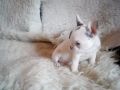 Прекрасни кученца френски булдог на 11 седмици, снимка 1 - Френски булдог - 45176300