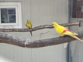 Жълти планински папагали, снимка 2