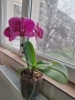 Орхидея, снимка 3