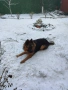Продавам немска овчарка, снимка 7