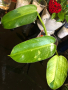Резник филодендрон Jose Buono , снимка 1 - Стайни растения - 44941726