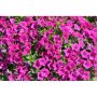 Petunia Vivini Rose-Петуния розе-, снимка 1 - Градински цветя и растения - 45322349