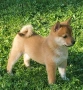 шиба ину момиченце, снимка 1
