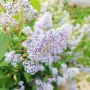 Калифорнийски люляк Хенри Дефозе,  Ceanothus 'Henry Defosee', снимка 12