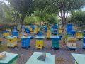 Пчелни семейства, снимка 1 - За пчели - 45445157