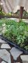 Разсад домати и краставици, готови за разсаждане!, снимка 1 - Разсади - 45208415