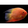 Heros severum red spot, снимка 2