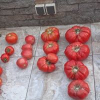 Разсад - домати стари сортове, снимка 1 - Разсади - 45614293