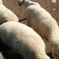  Продавам агнета за празниците 12лв кг, снимка 1 - Овце - 45542157