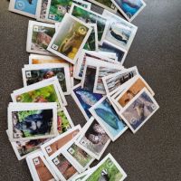 Колекция карти с животни, снимка 2 - Колекции - 45929812
