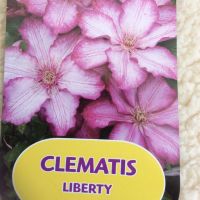 Клематис Liberty, снимка 3 - Градински цветя и растения - 45752349
