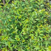 Японска вишна - храстовидна/ Prunus incisa Paean, снимка 8 - Разсади - 45864837
