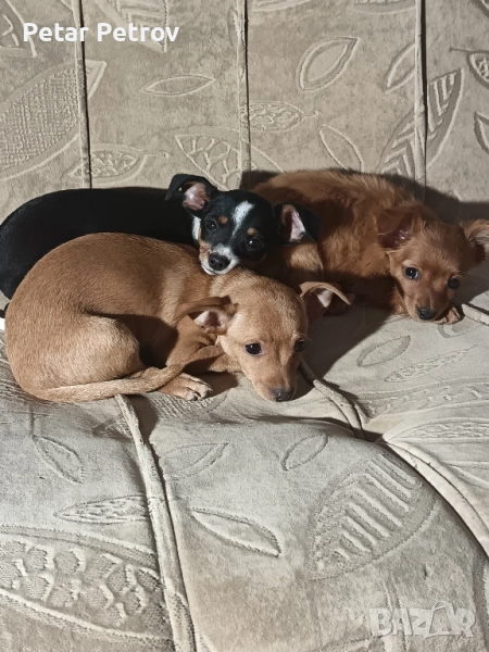 Пинчер мини , снимка 1