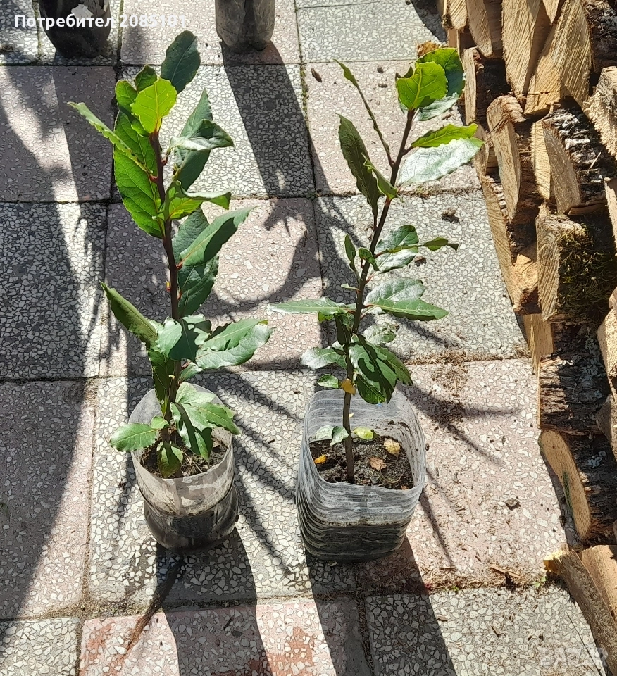 Дафинов лист в саксия, снимка 1