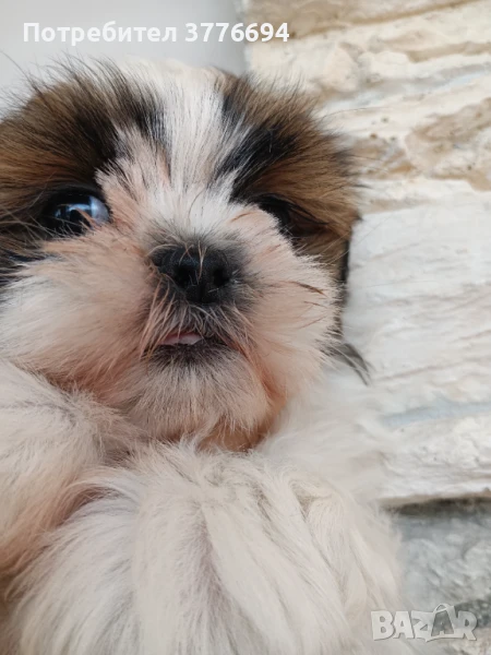 Малко момченце ши тцу , снимка 1