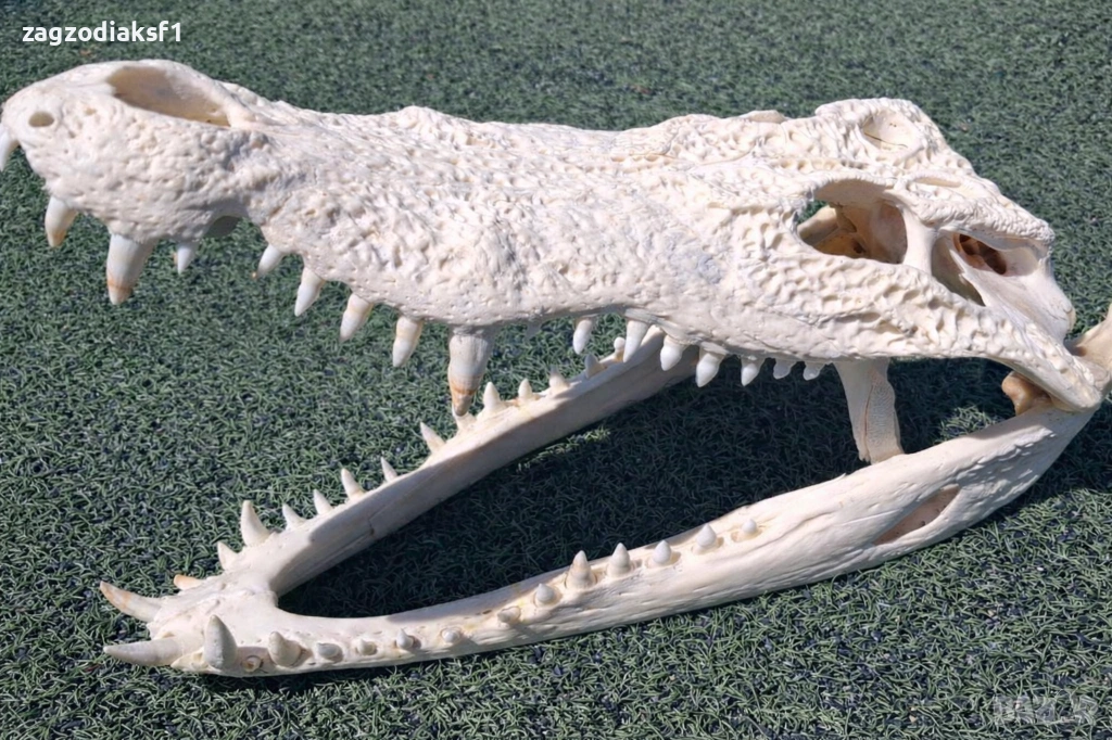 ЧЕЛЮСТ от КРОКОДИЛ - 100% Истинска челюст, снимка 1