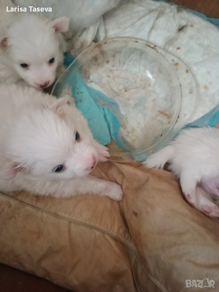 продавам малки померан, снимка 1