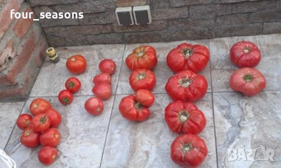 Разсад - домати стари сортове, снимка 1