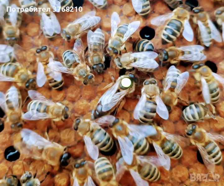 Пчелни майки и отводки, снимка 1