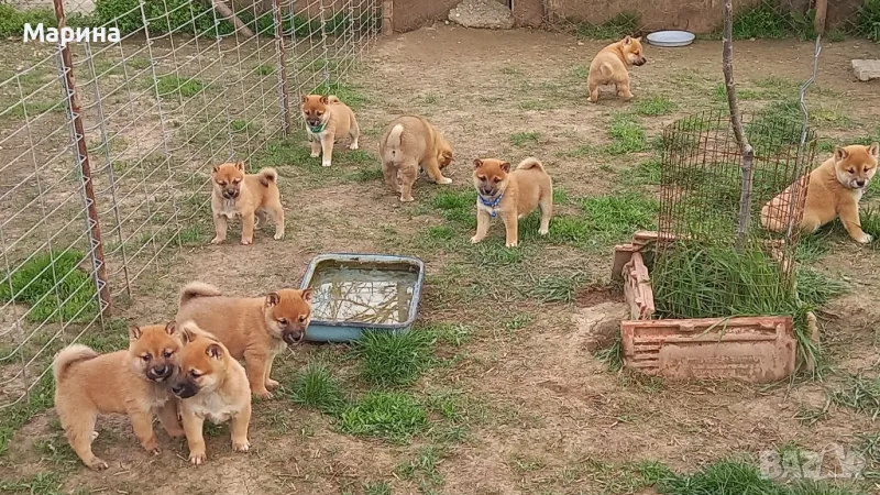 Шиба ину мъжки и женски кученца, снимка 1