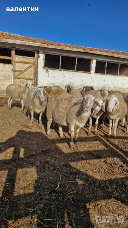 Овце млечно направлиние, снимка 1