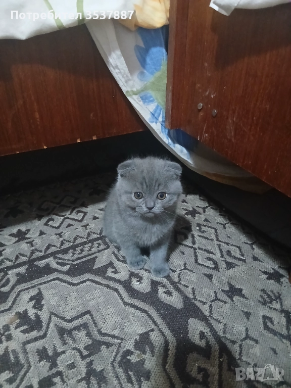 Британки, снимка 1