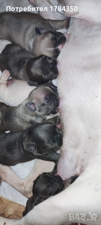 FRENCH BULLDOG КОЛЕДНИ, снимка 1