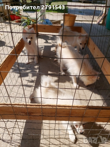 померан шпиц , снимка 1