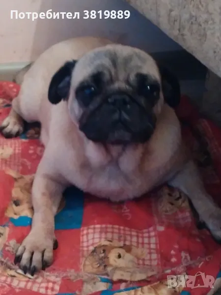 Женски мопс с родословие , снимка 1