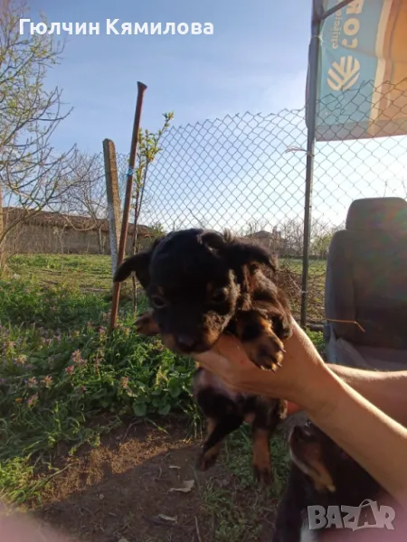 Пинчер на 3 месеца , снимка 1