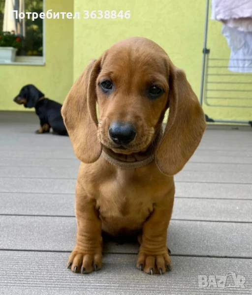 Дакел, снимка 1